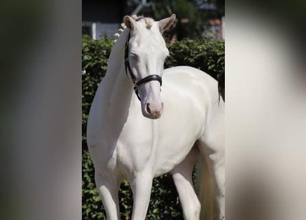 Connemara, Castrone, 4 Anni, 155 cm, Cremello