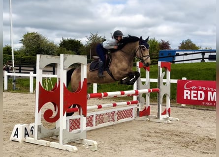 Connemara, Castrone, 4 Anni, 155 cm, Falbo