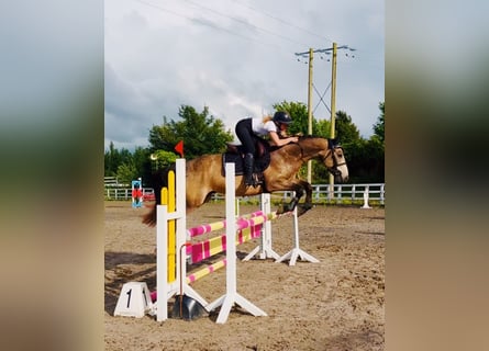 Connemara, Castrone, 4 Anni, 155 cm, Falbo
