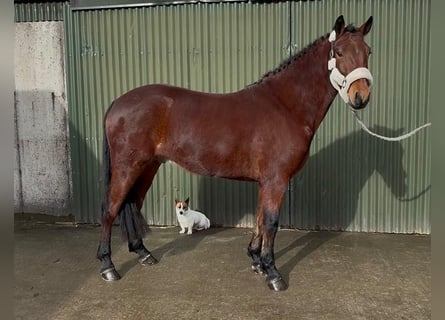 Connemara, Castrone, 4 Anni, 155 cm, Grigio