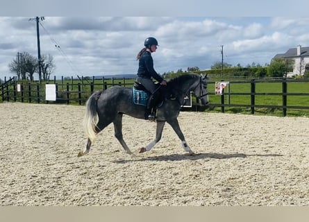 Connemara, Castrone, 5 Anni, 148 cm, Grigio