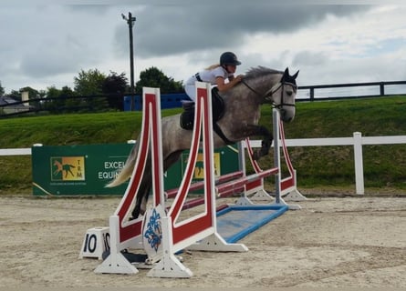 Connemara, Castrone, 5 Anni, 150 cm, Grigio pezzato