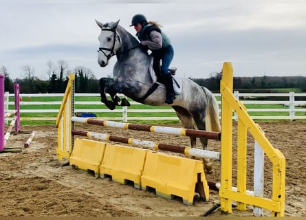 Connemara, Castrone, 5 Anni, 158 cm, Grigio