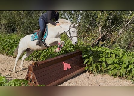 Connemara, Castrone, 7 Anni, 138 cm, Grigio