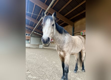 Connemara, Castrone, 7 Anni, 148 cm, Falbo