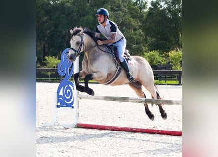 Connemara, Castrone, 8 Anni, 147 cm, Falbo