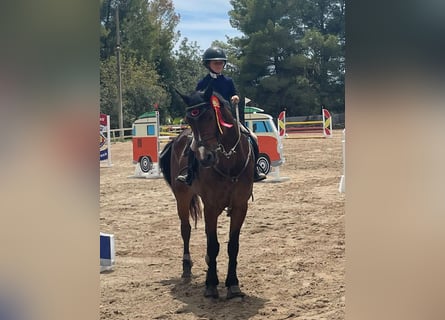 Connemara, Castrone, 8 Anni, 154 cm, Falbo