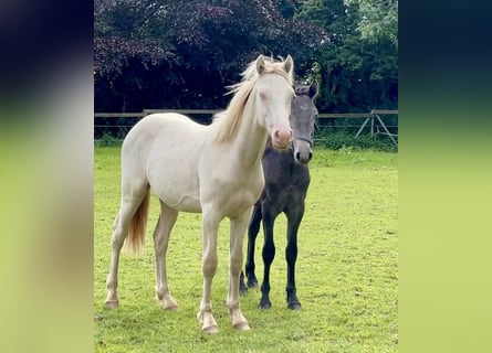 Connemara, Étalon, 1 Année, Perlino