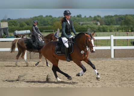 Connemara, Étalon, 6 Ans, 145 cm, Bai