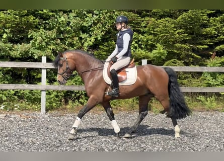 Connemara, Étalon, 6 Ans, 145 cm, Bai
