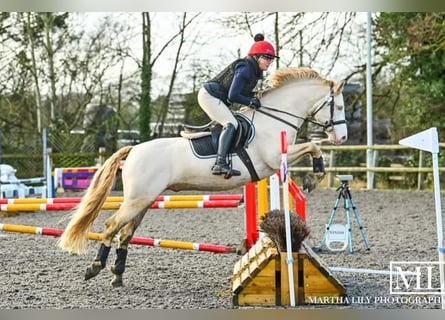 Connemara, Étalon, 8 Ans, 148 cm, Perlino