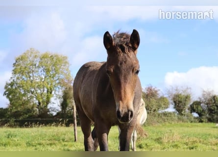 Connemara, Étalon, Poulain (05/2025), 147 cm, Bai cerise Connemara, Étalon, Poulain (05/2025), 147 cm, Bai cerise