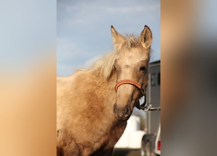 Connemara Croisé, Étalon, , 148 cm, Palomino