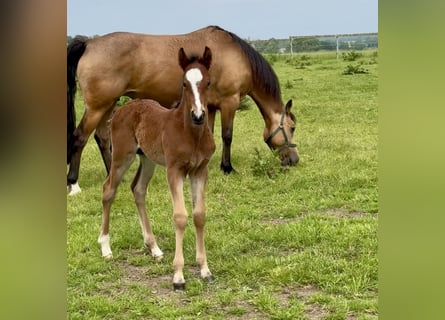 Connemara, Étalon, Poulain (05/2025), Bai clair