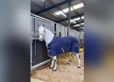 Connemara, Gelding, 10 years, 14.1 hh