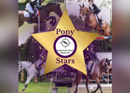 Connemara Mix, Gelding, 10 years