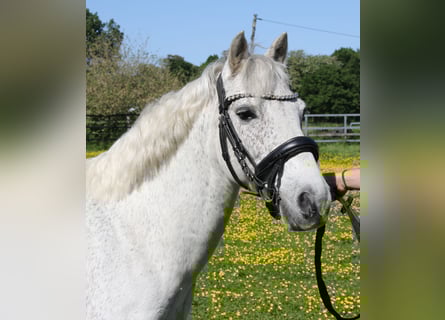 Connemara, Gelding, 11 years, 13 hh, Gray