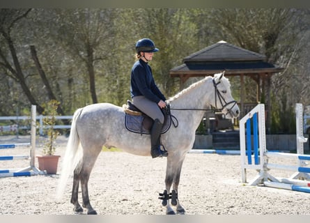 Connemara, Gelding, 11 years, 14.2 hh, Grey