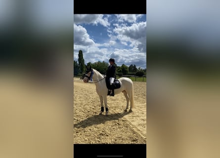 Connemara, Gelding, 12 years, 14,1 hh, Cremello