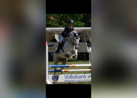 Connemara, Gelding, 13 years, 15 hh, Gray