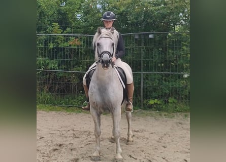 Connemara, Gelding, 14 years, 15 hh, Grey-Fleabitten