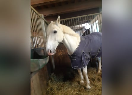 Connemara, Gelding, 15 years, 14,2 hh, Grey