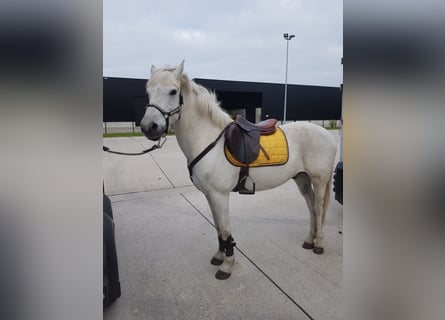 Connemara, Gelding, 17 years, 14,1 hh, White