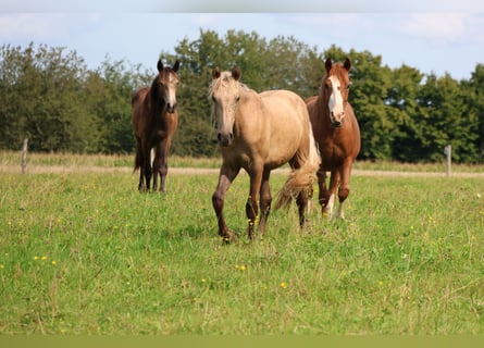 Connemara Mix, Gelding, 1 year, 14.2 hh, Palomino