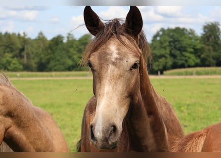 Connemara Mix, Gelding, 1 year, 15,2 hh, Dun