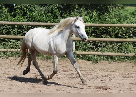 Connemara, Wallach, 2 Jahre, 14,1 hh, Schimmel