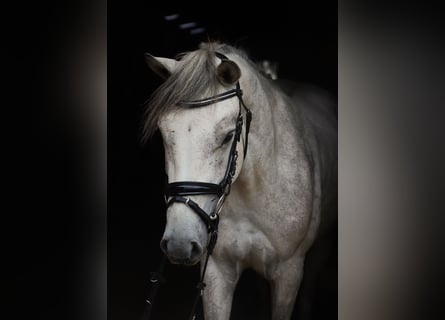 Connemara, Gelding, 3 years, 14.1 hh