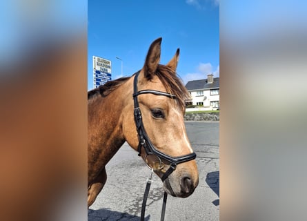 Connemara, Gelding, 3 years, 14,2 hh