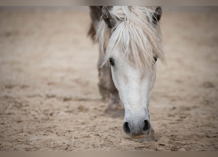 Connemara, Gelding, 3 years, 14.2 hh, Gray-Dapple