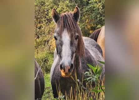 Connemara, Gelding, 3 years, 14 hh, Gray