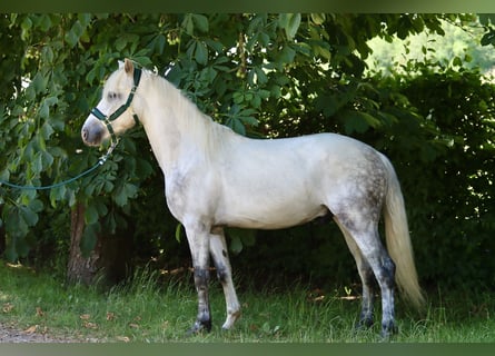 Connemara, Gelding, 3 years, 14,1 hh, Grey