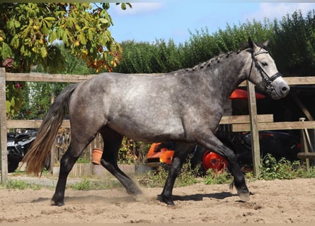 Connemara, Gelding, 3 years, 14,2 hh, Brown Falb mold