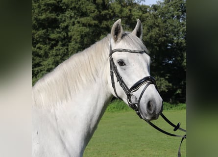 Connemara, Gelding, 3 years, 15.1 hh, Gray-Dapple