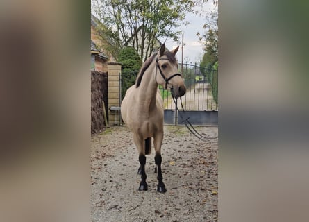 Connemara, Gelding, 3 years, 15 hh, Dun