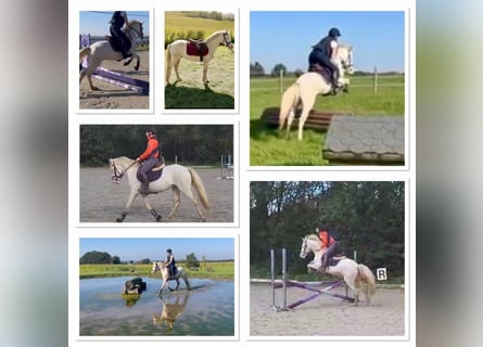 Connemara, Wallach, 4 Jahre, 14,1 hh, Cremello