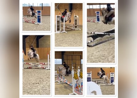 Connemara, Wallach, 4 Jahre, 14,1 hh, Cremello