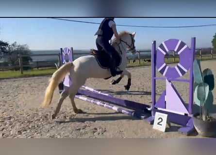 Connemara, Gelding, 4 years, 14,1 hh, Cremello