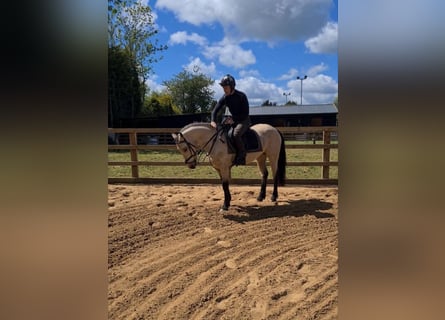 Connemara, Gelding, 4 years, 14.1 hh, Dun