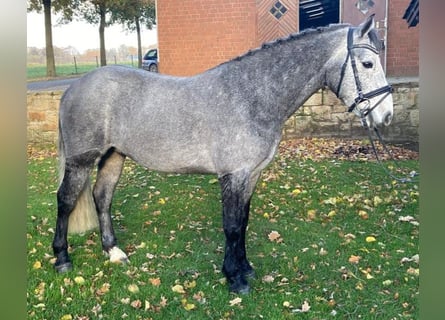 Connemara, Gelding, 4 years, 14.1 hh, Gray-Dapple