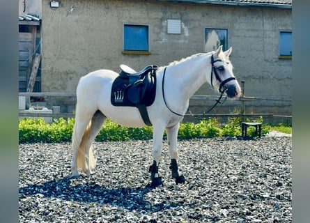 Connemara, Wallach, 4 Jahre, 14,1 hh, Schimmel