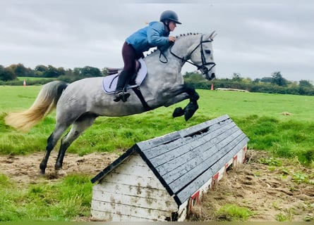 Connemara, Gelding, 4 years, 14.1 hh, Grey Connemara, Gelding, 4 years, 14.1 hh, Grey