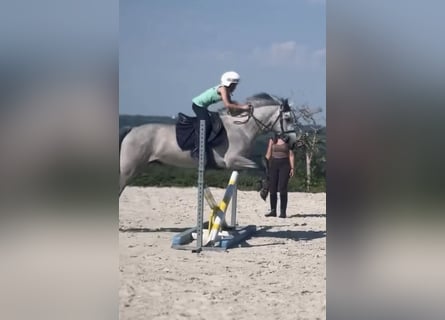 Connemara, Gelding, 4 years, 14.1 hh, Grey