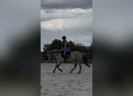 Connemara, Gelding, 4 years, 14.1 hh, Grey