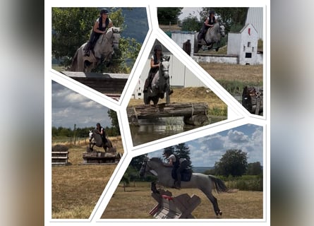 Connemara, Gelding, 4 years, 14.1 hh, Grey