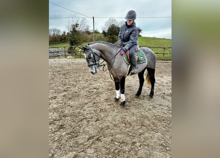 Connemara, Gelding, 4 years, 14.1 hh, Grey