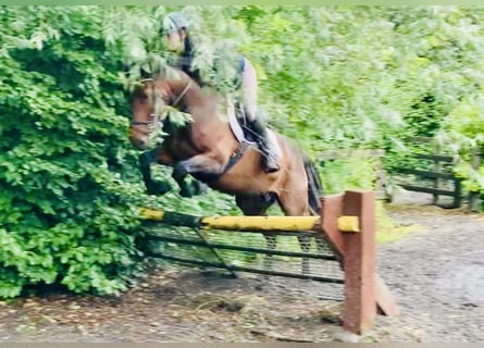 Connemara, Gelding, 4 years, 14.2 hh, Brown